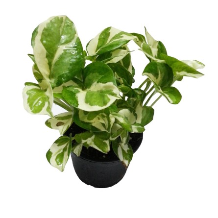 Money Plant Marble Prince 